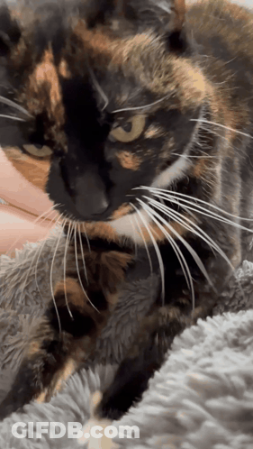 A Calico Cat Laying On A Blanket With A Person Holding It GIF