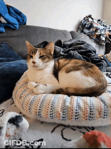 A Calico Cat Laying On A Striped Pillow On A Bed GIF