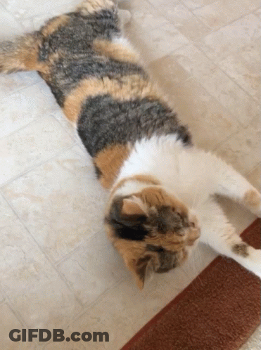 A Calico Cat Laying On Its Back On A Tile Floor GIF