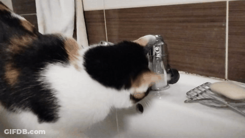 A Calico Cat Playing With A Bathroom Sink Faucet GIF