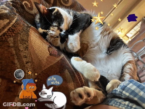 A Calico Cat Sleeping On A Couch With A Blue Sticker That Says Nite Nite GIF