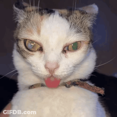 A Calico Cat Sticking Its Tongue Out While Wearing A Collar GIF