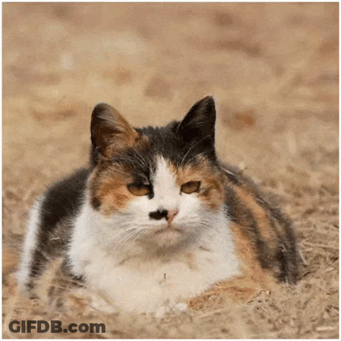 A Calico Cat With A Black Nose Is Laying Down On The Ground GIF