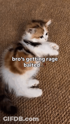 A Calico Kitten Is Laying On The Floor With A Caption That Says `` Bro 'S Getting Rage Baited '' GIF