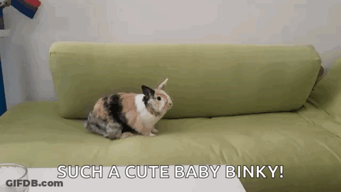 A Calico Rabbit Is Sitting On A Green Couch With The Words Such A Cute Baby Binky GIF