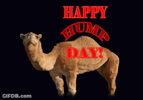 A Camel Is Standing In Front Of A Black Background With The Words Happy Hump Day GIF
