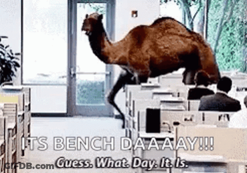 A Camel Is Standing On A Desk In A Room With People Sitting At Desks . GIF