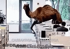A Camel Is Walking Through An Office And Says Guess What Day It Is . GIF