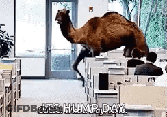 A Camel Is Walking Through An Office With The Words Hump Day Written On It . GIF