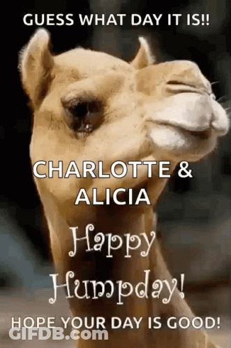 A Camel With The Words Guess What Day It Is Charlotte & Alicia Happy Humpday GIF