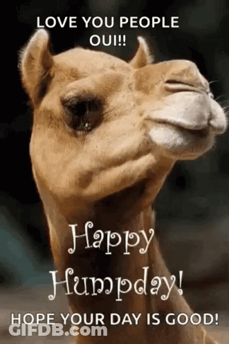 A Camel With The Words Happy Humpday Hope Your Day Is Good Written On It GIF