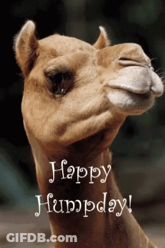 A Camel With The Words Happy Humpday Written Below It GIF