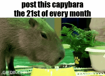 A Capybara Drinking Water From A Yellow Bowl On A Table . GIF