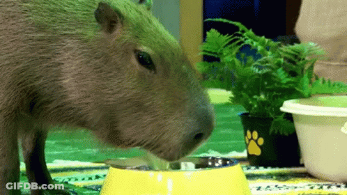 A Capybara Drinking Water From A Yellow Bowl On A Table . GIF