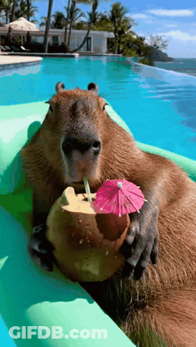 A Capybara Is Drinking From A Coconut With An Umbrella GIF