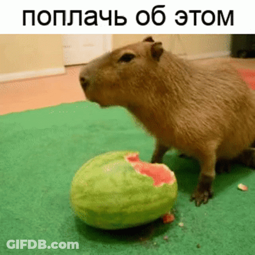 A Capybara Is Eating A Slice Of Watermelon On The Floor . GIF