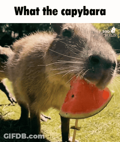 A Capybara Is Eating A Slice Of Watermelon With The Caption What The Capybara GIF