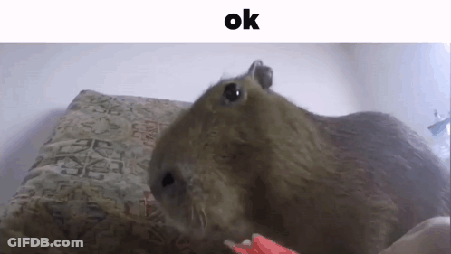 A Capybara Is Laying On A Bed And Looking At The Camera With The Words Ok Above It . GIF