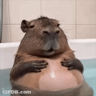 Capybara Sitting In Bathtub Holding Stomach GIF