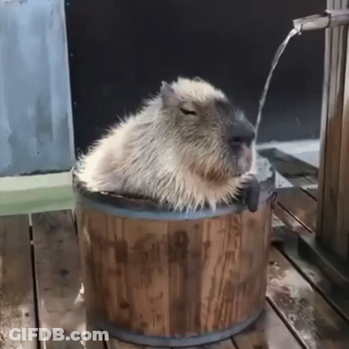 A Capybara Is Sitting In A Wooden Bucket With Water Coming Out Of It 'S Nose GIF