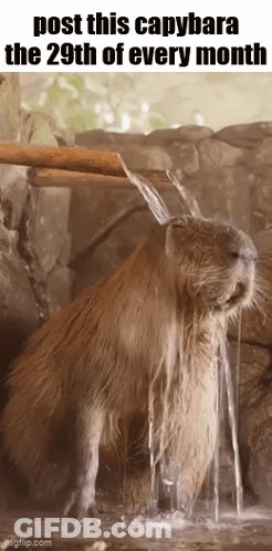 A Capybara Is Standing In The Water With Water Pouring From A Pipe . GIF