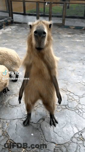 A Capybara Is Standing On Its Hind Legs And Looking At The Camera With A Tiktok Watermark GIF