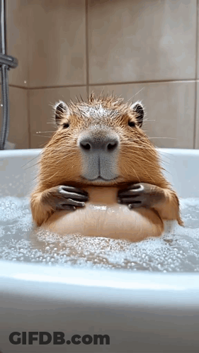 A Capybara Is Taking A Bath In A Bathtub With Bubbles GIF