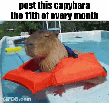 A Capybara Wearing A Life Jacket Is In A Pool . GIF
