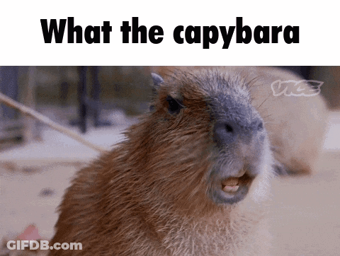 A Capybara With Its Mouth Open And The Words What The Capybara Written Above It GIF