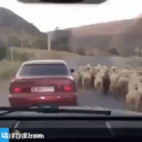 A Car Is Driving Down A Road Next To A Herd Of Sheep GIF