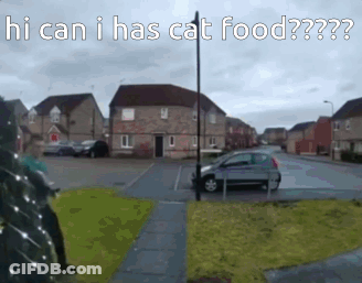 A Car Is Parked On The Side Of The Road With The Words Hi Can I Has Cat Food Written On It GIF