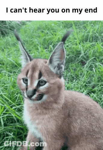 A Caracal Cat Is Sitting In The Grass With The Words I Can 'T Hear You On My End Below It GIF