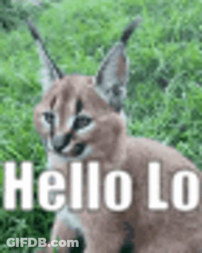 A Caracal Is Sitting In The Grass With The Words `` Hello Lo '' Written On It . GIF