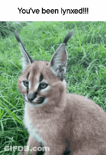 A Caracal Kitten Is Sitting In The Grass With A Caption That Says `` You 'Ve Been Lynxed '' . GIF