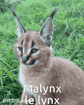 A Caracal Kitten Is Sitting In The Grass With The Words Malynx Le Lynx Written On It . GIF