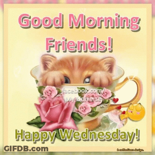 A Card That Says Good Morning Friends Happy Wednesday With A Cat In A Teacup GIF