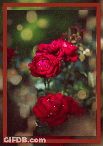 A Card That Says Have An Amazing Wednesday With Red Roses GIF