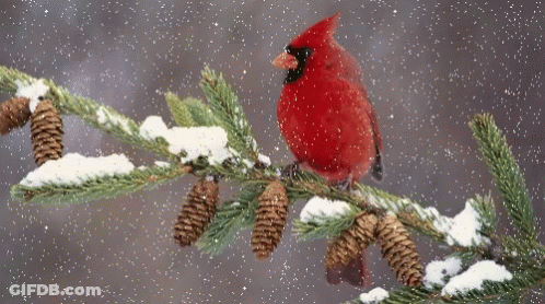 A Cardinal Perched On A Snowy Branch With Pine Cones GIF