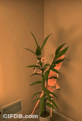 A Cartoon Ant Is Standing Next To A Potted Plant That Says I 'M Sensitive On The Bottom GIF