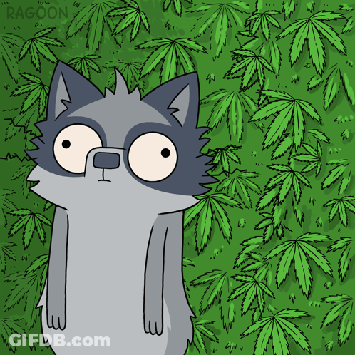 A Cartoon Of A Raccoon Surrounded By Marijuana Leaves With The Word Racoon At The Bottom GIF
