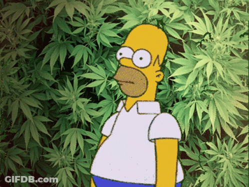 A Cartoon Of Homer Simpson Standing In Front Of Marijuana Leaves GIF