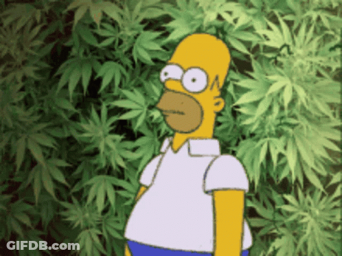 A Cartoon Of Homer Simpson Standing In Front Of Marijuana Leaves GIF