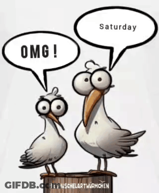 A Cartoon Of Two Seagulls With Speech Bubbles That Say Omg And Saturday GIF