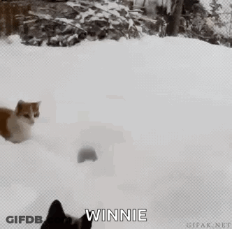 A Cat And A Dog Are Playing In The Snow And The Cat Says Winnie GIF