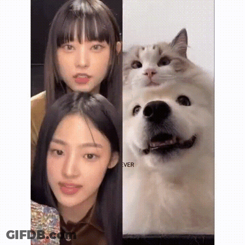 A Cat And A Dog Are Posing For A Picture Together GIF