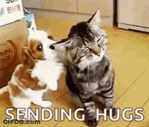 A Cat And A Dog Hugging Each Other In A Room . GIF