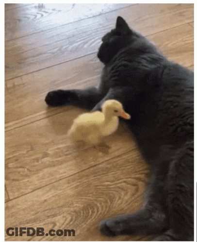 Cat And Duck Laying On Wood Floor GIF