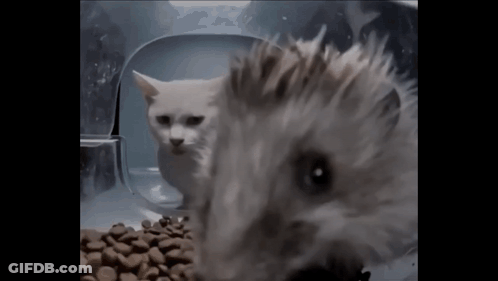 A Cat And A Hamster Are Looking At A Bowl Of Food GIF