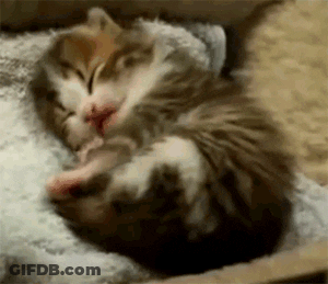 A Cat And A Kitten Are Sleeping In A Box . GIF