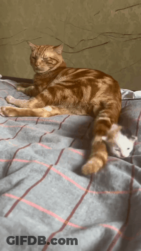 A Cat And A Kitten Laying On A Bed Together GIF